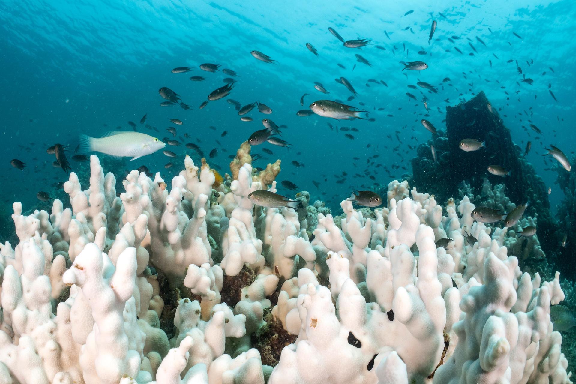 Coral bleaching
