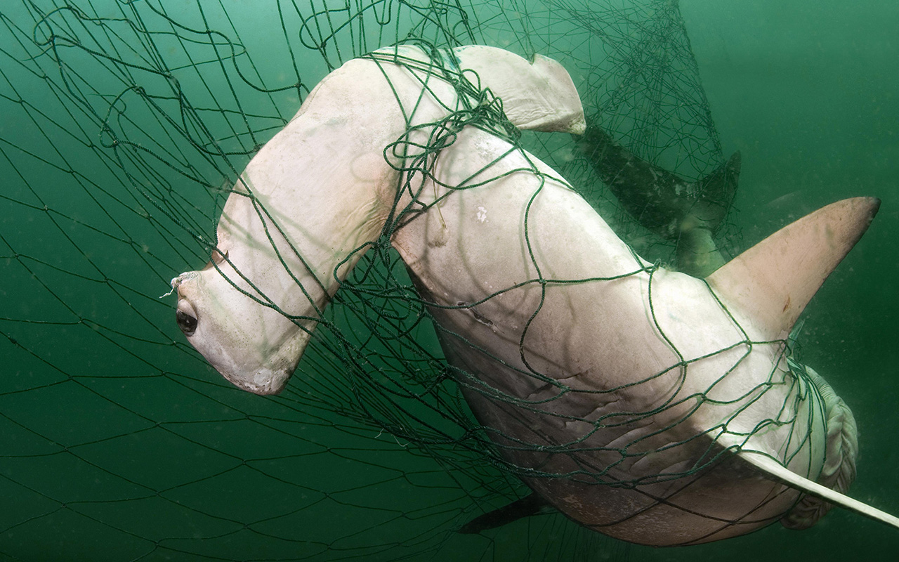 A hammerhead shark trapped in a net