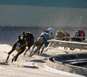 Several greyhounds being raced on a track