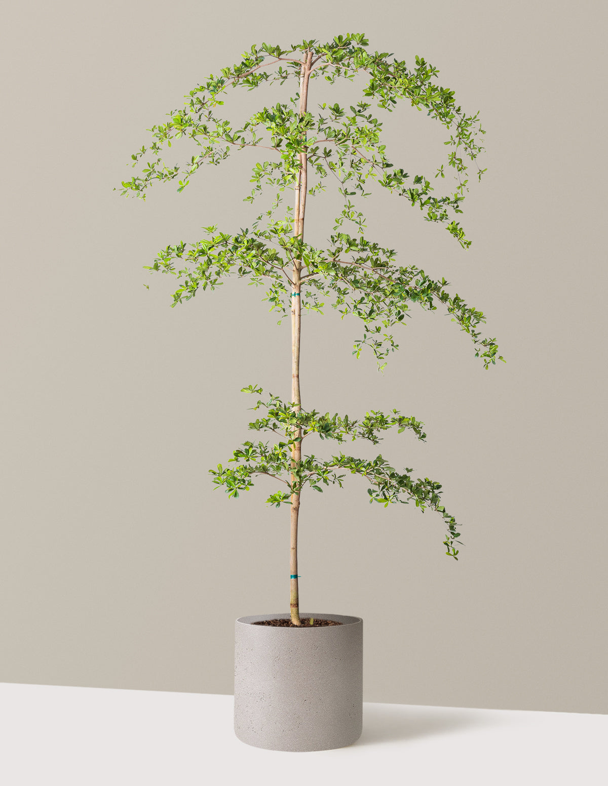 Image of Black Olive Tree