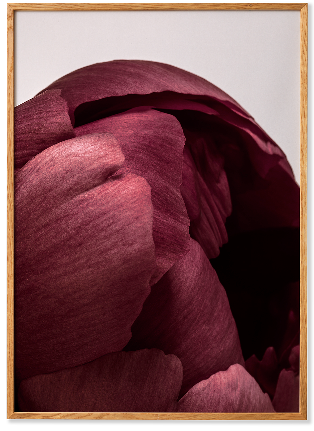 Peonia 01