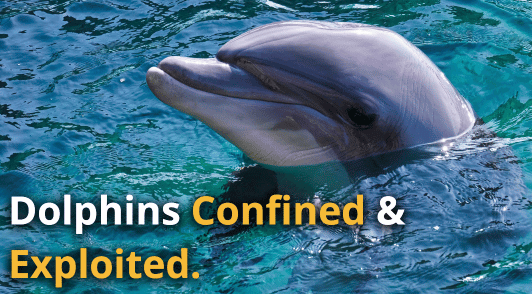 dolphin in water with the words dolphins confined and exploited