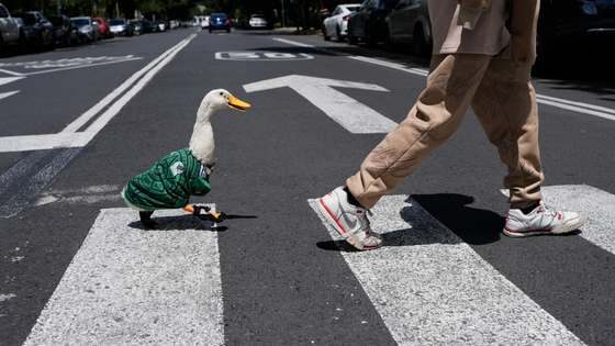Merlin the duck