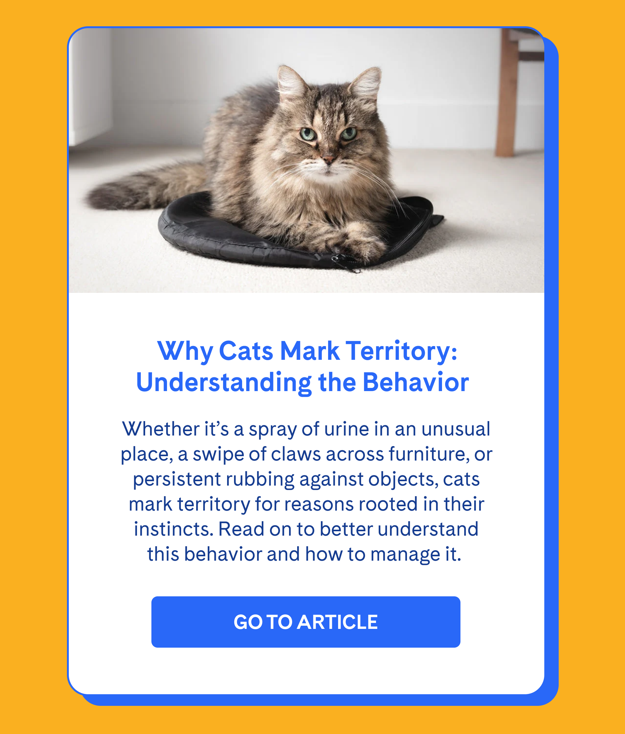 Why Cats Mark Territory: Understanding the Behavior