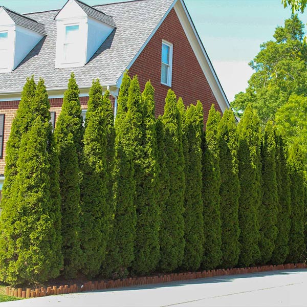 Image of Emerald Green Arborvitae