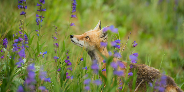A baby fox is standing in a green field amongst lavender plants