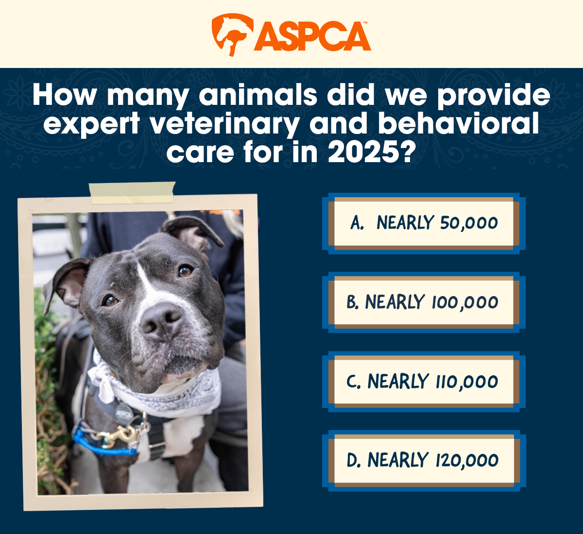 How many animals did we provide expert veterinary and behavioral care for in 2025?