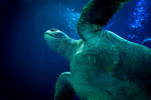 A green sea turtle swimming against a dark blue background in the Open Sea exhibit