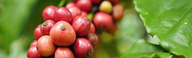 Original Blend Coffee