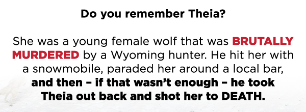 Andy: Do you remember Theia? She was a young female wolf that was BRUTALLY MURDERED by a Wyoming hunter. He hit her with a snowmobile, paraded her around a local bar, and then - if that wasn't enough - he took Theia out back and shot her to DEATH.