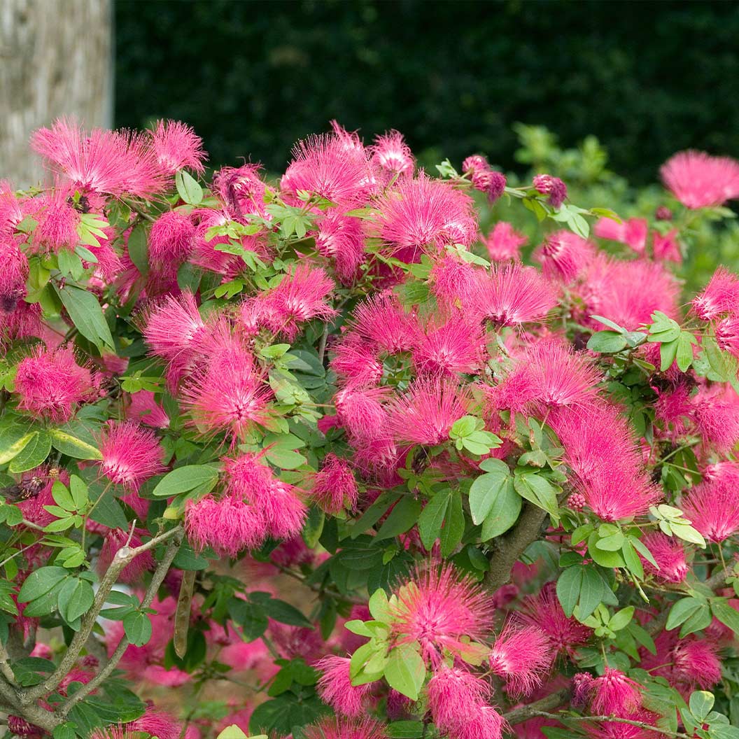 Image of Pink Powder Puff