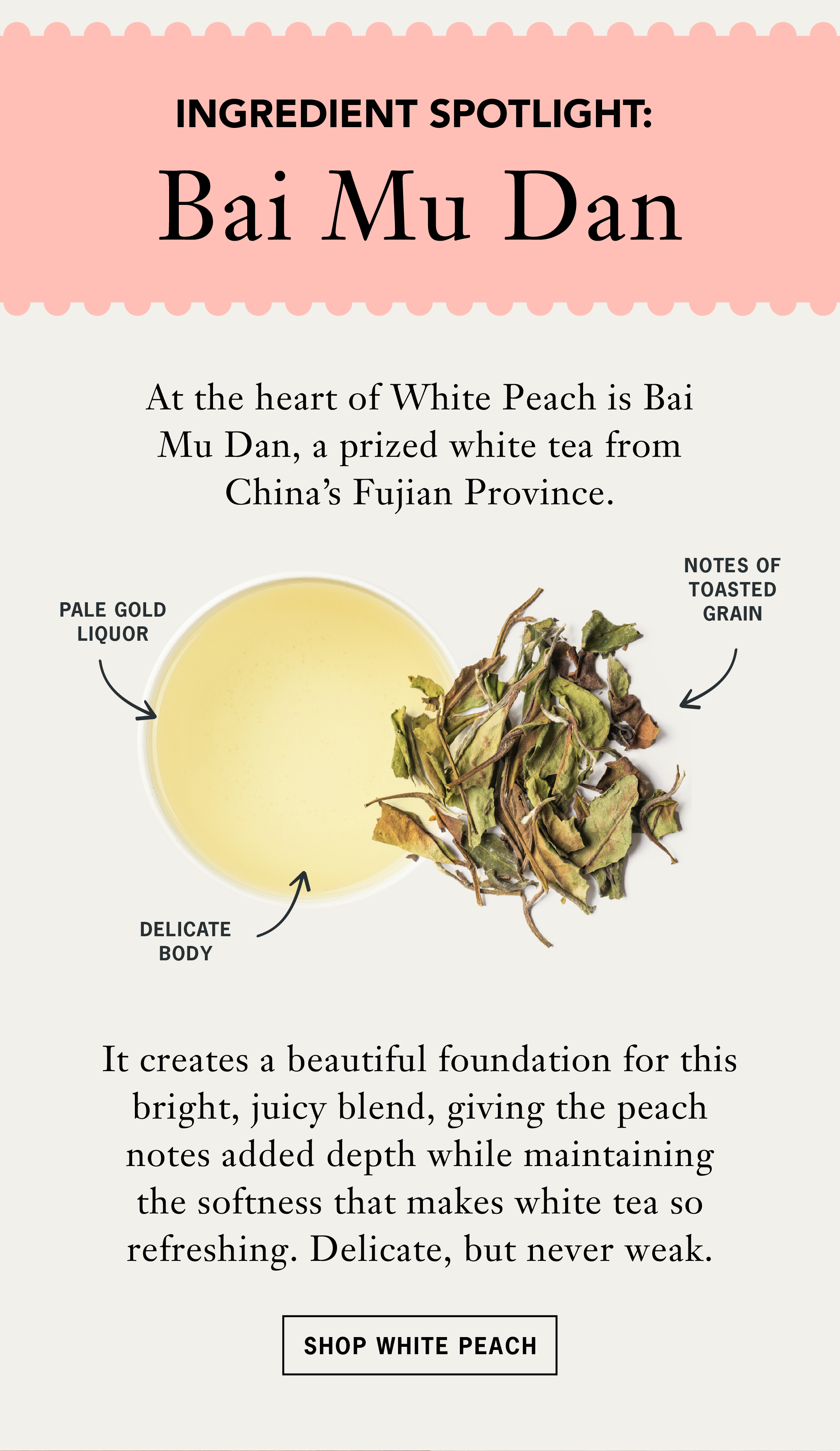 Heading: Ingredient Spotlight   Sub: Elevating Iced Tea with Bai Mu Dan   Body: At the heart of White Peach is Bai Mu Dan, a prized white tea from China's Fujian Province, known for its pale gold liquor, delicate body and subtle notes of toasted grain. It creates a beautiful foundation for this bright, juicy blend, giving the peach notes added depth while maintaining the softness that makes white tea so refreshing. Delicate, but never weak.    Button: Shop White Peach 