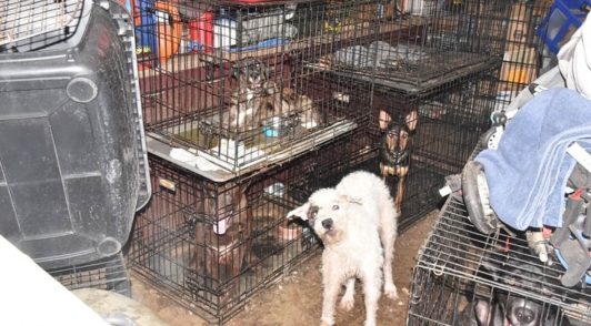 dogs in cages stacked on top of one another