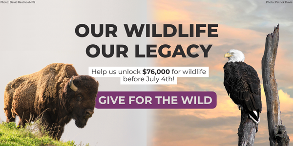 Bison © David Restivo/NPS | Bald Eagle © Patrick Davis