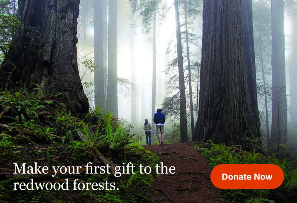 Donate Now