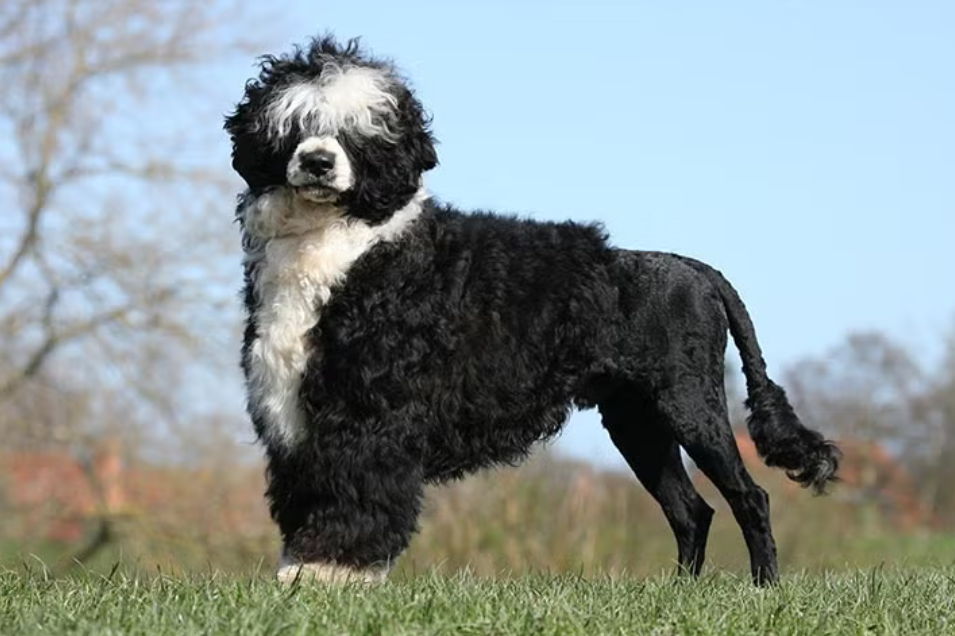 American Kennel Club & New Zealand Kennel Club Announce Mutual Cooperation Agreement