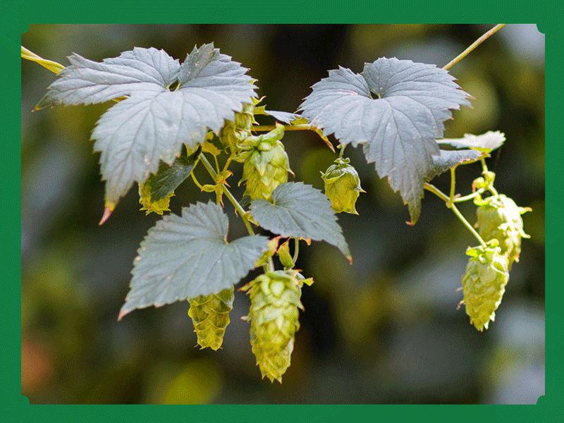 Rotating photos of hops and barley