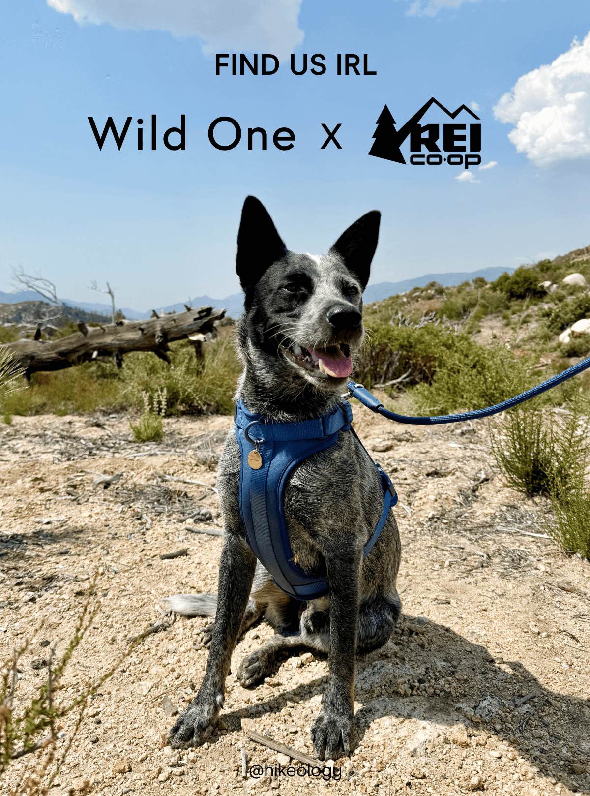 Wild One x REI