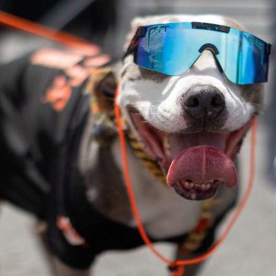 Dog wearing sunglasses and jersey