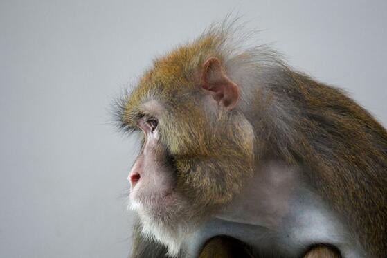 A photo of a Rhesus macaque, looking off to the side.
