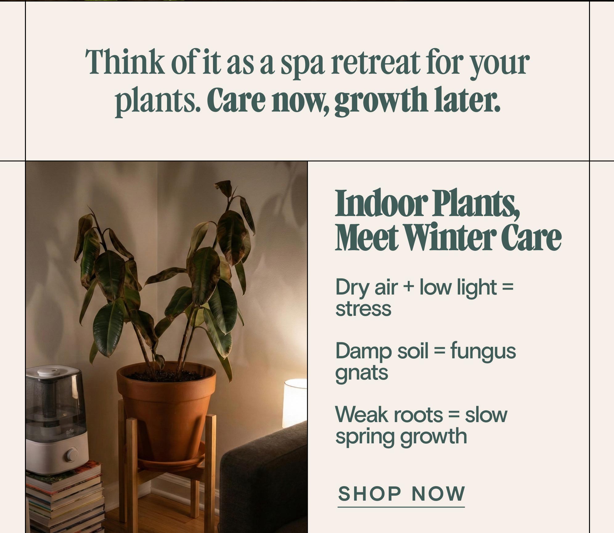 Think of it as a spa retreat for your plants. Care now, growth later. Indoor Plants, Meet Winter Care &nbsp; Dry air + low light = stress  Damp soil = fungus gnats  Weak roots = slow spring growth