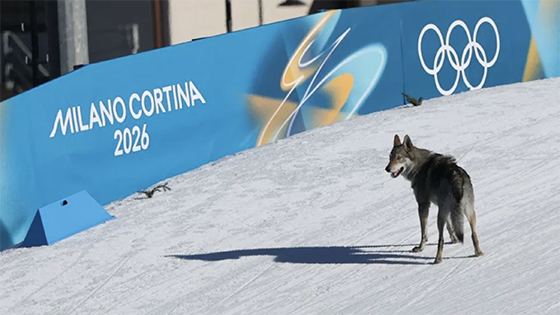 A dog on the Olympic cross country course.