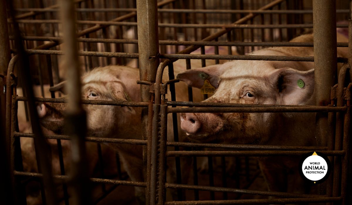 Pigs in a small pens in a dark factory farm.