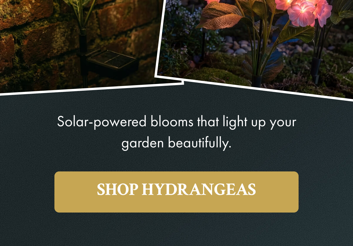 Shop Hydrangeas