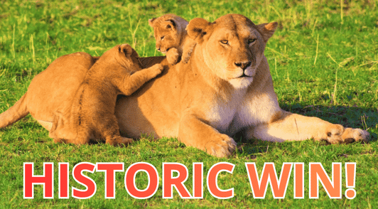 lion with her cubs with the words historic win