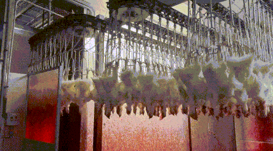 gif of chickens hanging upside down in a bloody room