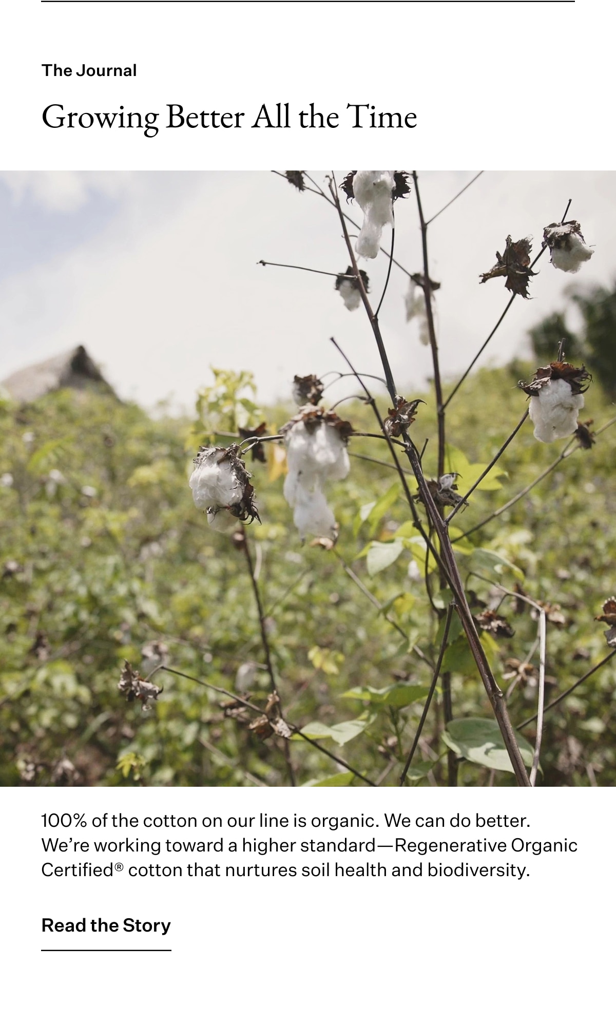 The Journal. Growing Better All the Time. 100% of the cotton on our line is organic. We can do better. We're working toward a higher standard-Regenerative Organic Certified cotton that nurtures soil health and biodiversity. Read the Story