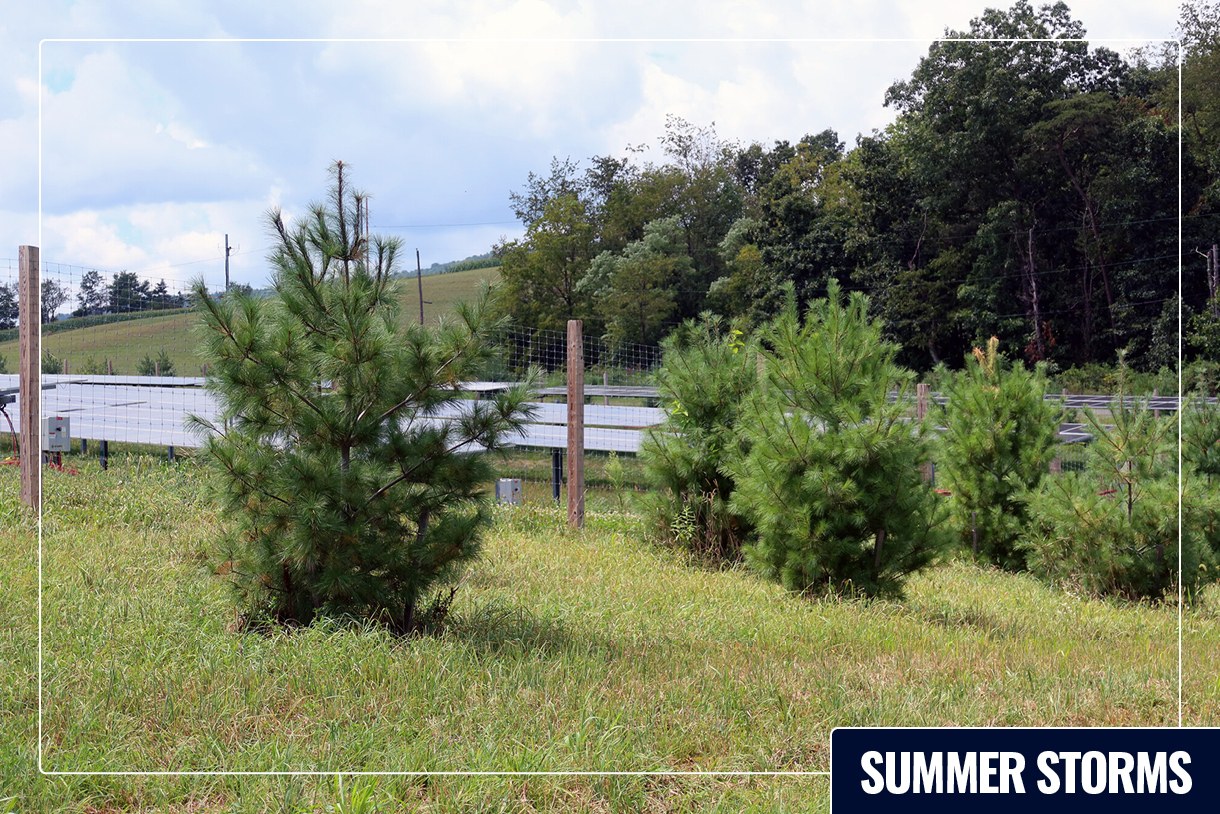Trees planted next to the solar panels are enhancing stormwater runoff infiltration. (Image: The Water Center at Penn)