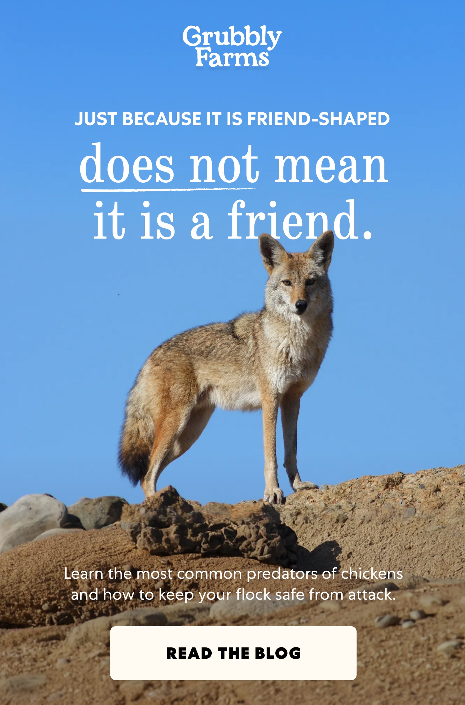 Just because it is friend-shaped does not mean it is a friend. Learn the most common predators of chickens and how to keep your flock safe from attack. Read the Blog