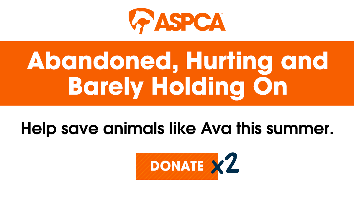 Abandoned, Hurting and Barely Holding On / Help save animals like Ava this summer.