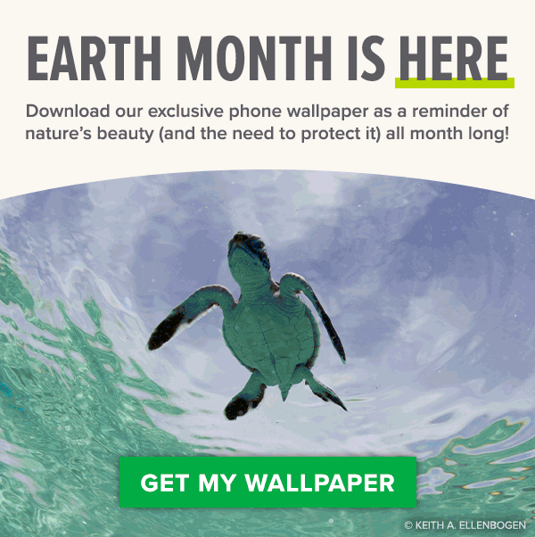 EARTH MONTH IS HERE | Download our exclusive phone wallpaper as a reminder of natures beauty (and the need to protect it) all month long! GET MY WALLPAPER