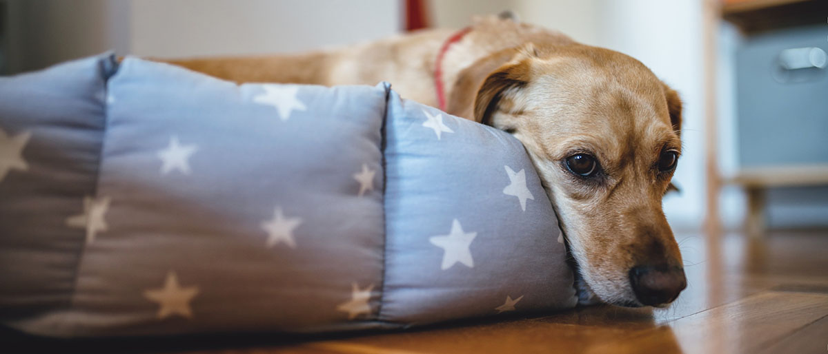 A dog resting in a dog bed