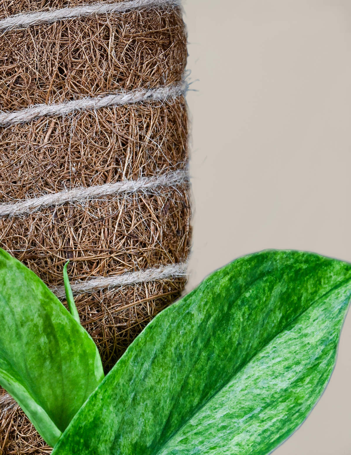 Image of Pair it with a coco coir pole for free shipping!