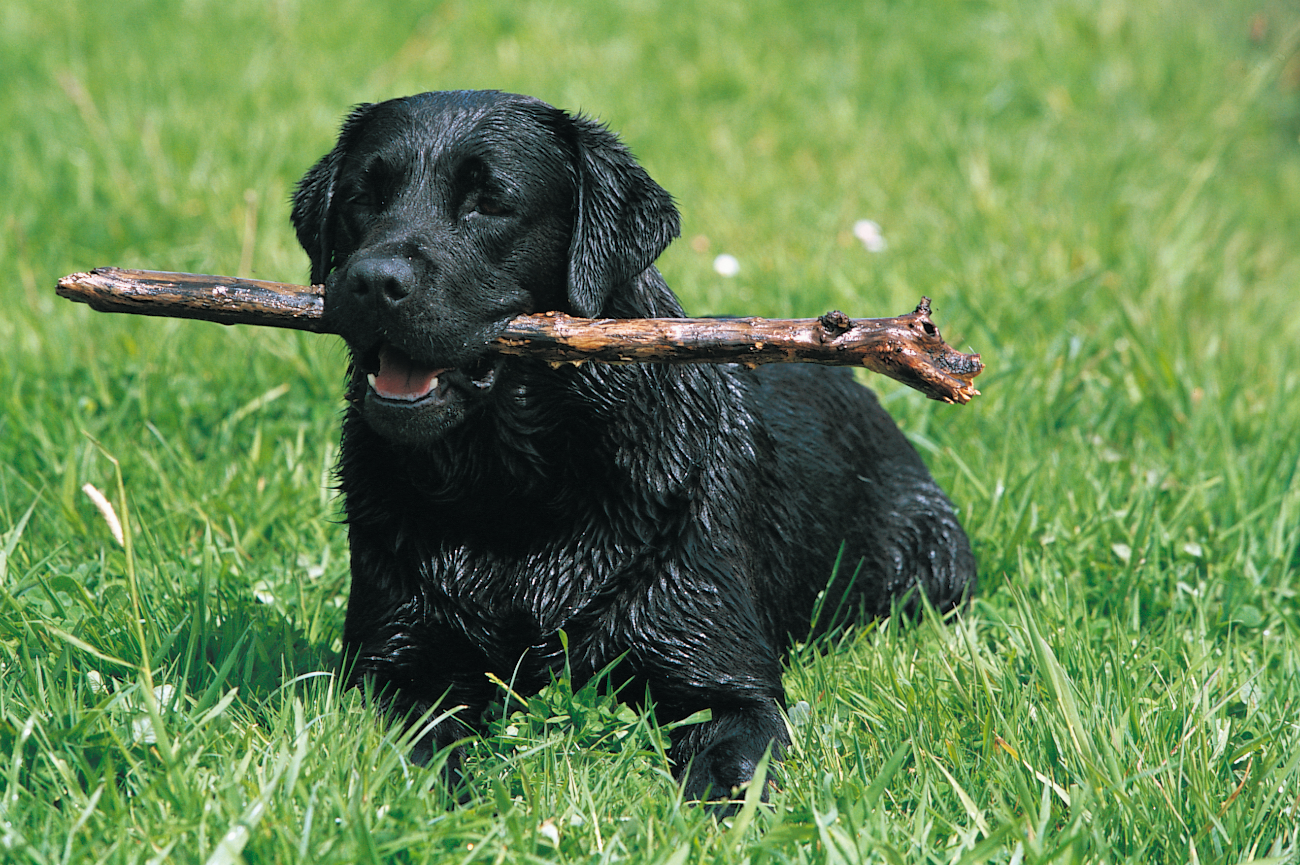 Dog sitting in grass with a stick