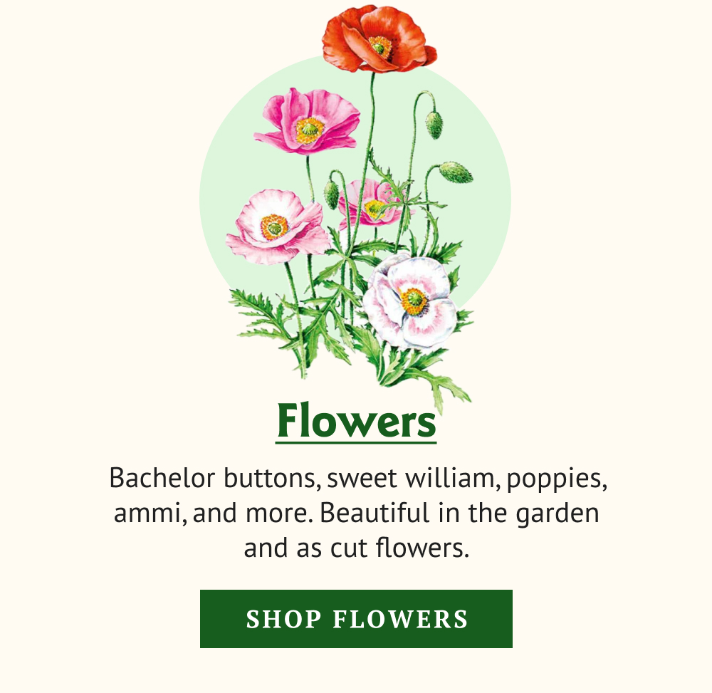 Bachelor buttons, sweet william, poppies, ammi, and more. Beautiful in the garden and as cut flowers.