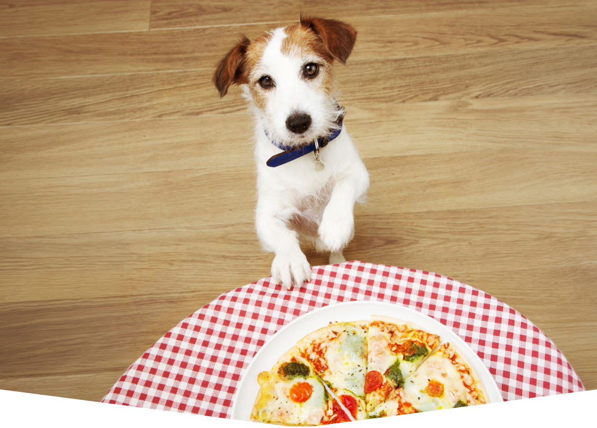 A dog looking at pizza