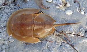 horseshoe crab
