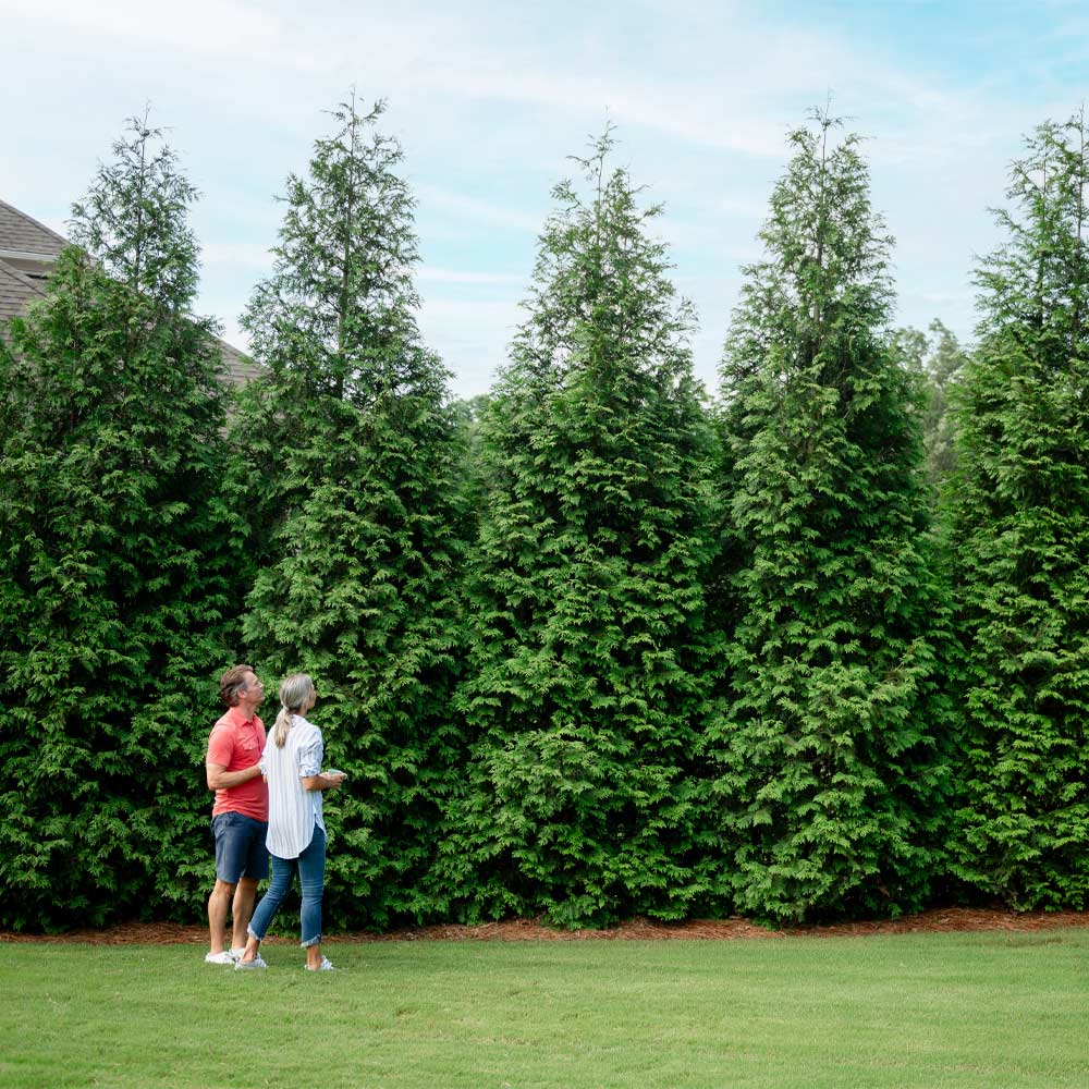 Image of Thuja Green Giant Arborvitae