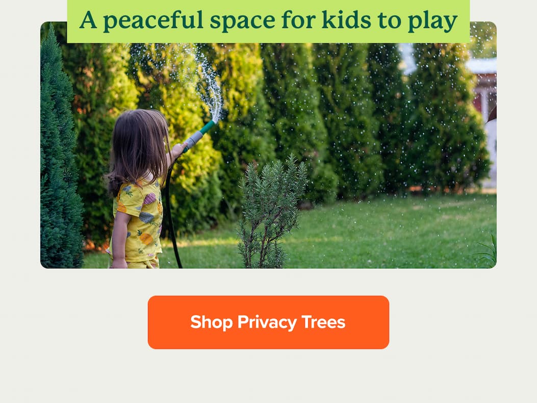 For a peaceful space for kids to play shop Privacy trees>>
