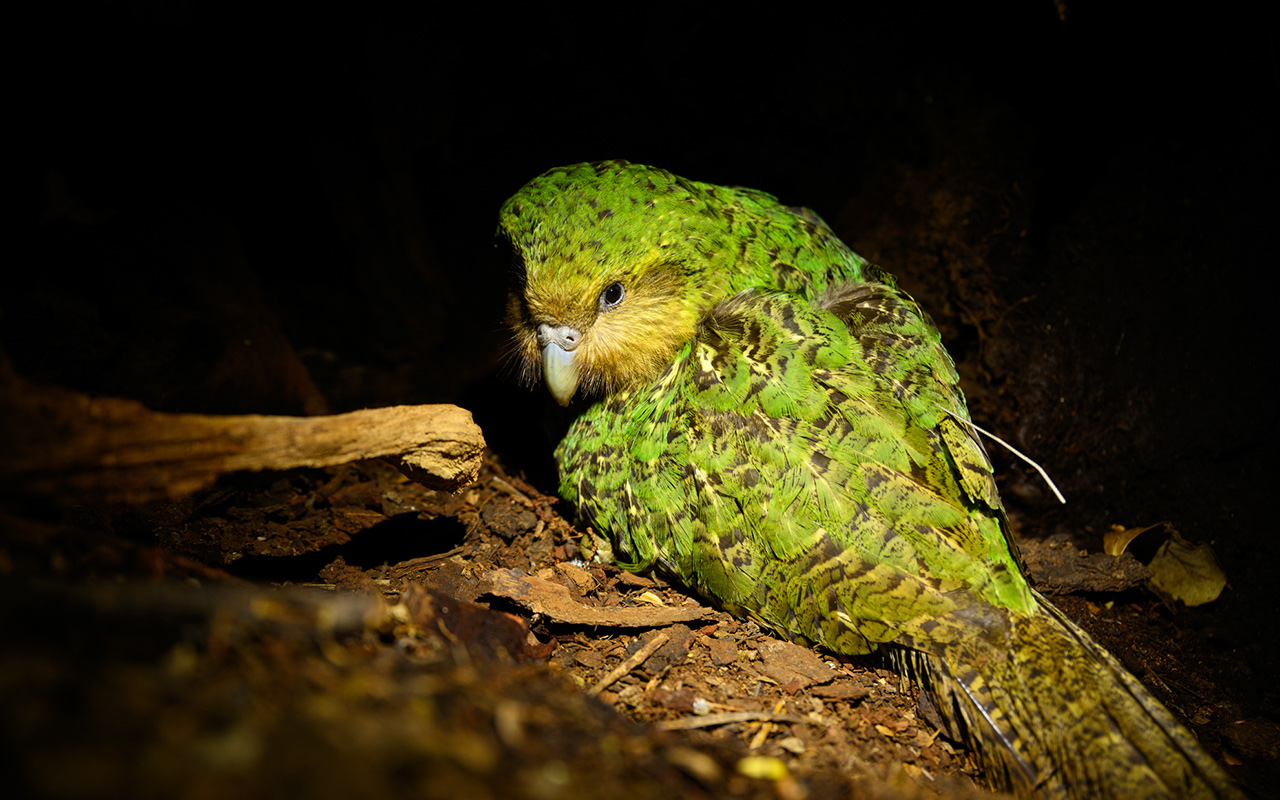 A kākāpō named Dusky 