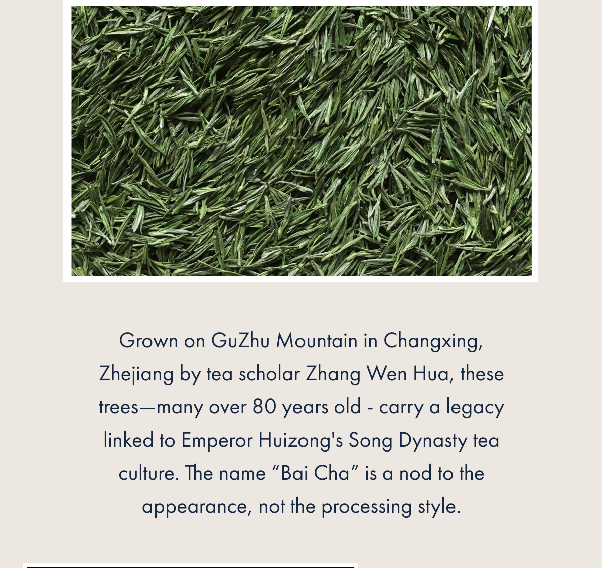 Grown on GuZhu Mountain in Changxing, Zhejiang by tea scholar Zhang Wen Hua, these trees—many over 80 years old - carry a legacy linked to Emperor Huizong's Song Dynasty tea culture. The name “Bai Cha” is a nod to the appearance, not the processing style.