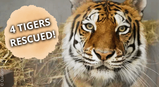 tiger close up with the words 4 tigers rescued