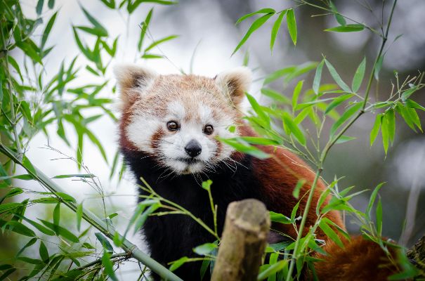 red panda