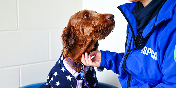 Side-profile image of a brown long-haired dog with curly fur who is looking up to an RSPCA member of staff wearing a blue branded jacket