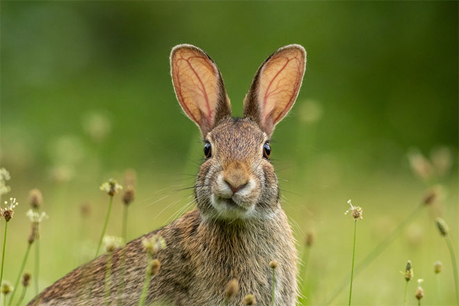 A rabbit in a field.
