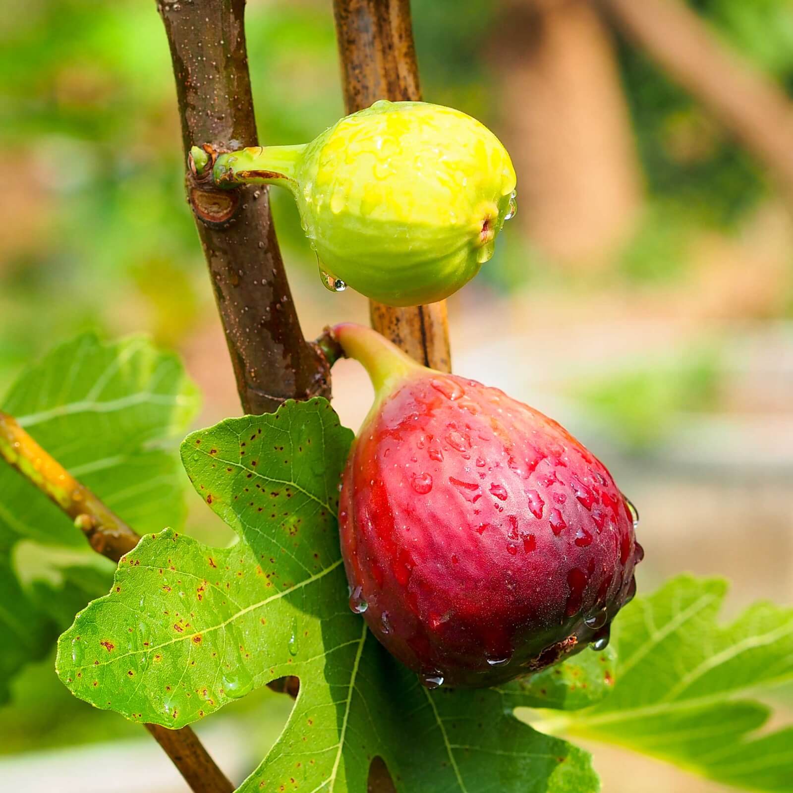 Image of Chicago Hardy Fig